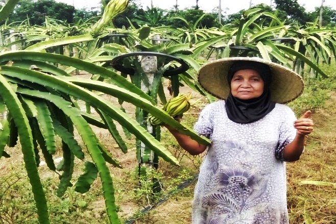 Ibu Karomah di lahan buah naga milik Bapak Haji Ibrahim di Lampung Tengah