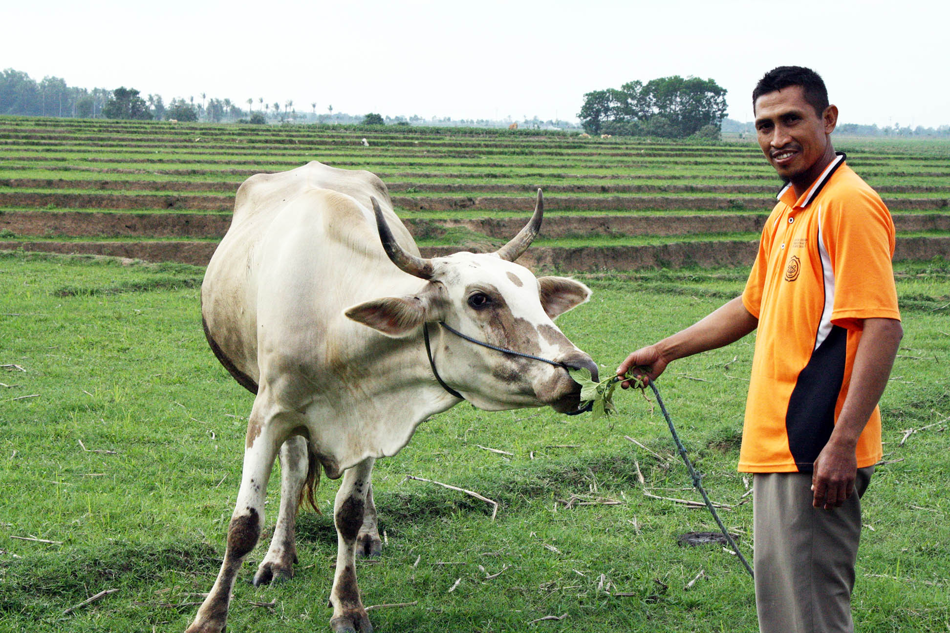 Bardiyo bersama sapi yang kotorannya dimanfaatkan untuk biogas