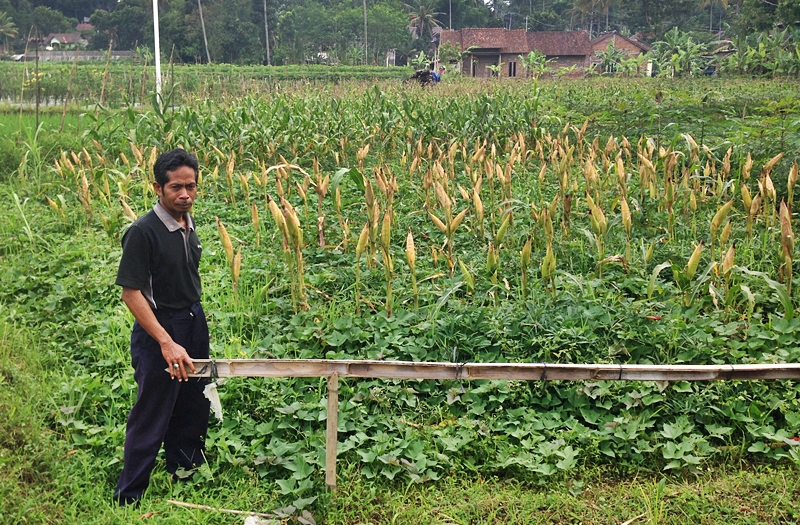Muchatarum, di ladang jagung yang terletak di sekeliling kantor pusat Qariyah Thoyyibah (foto – Joshua Parfitt)