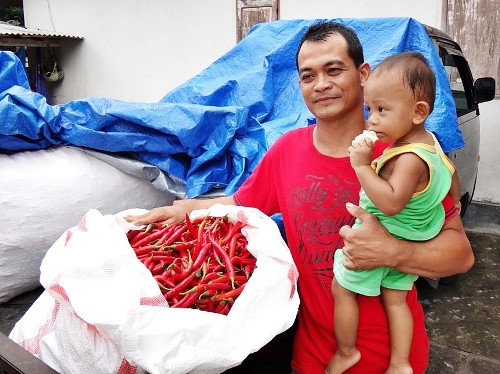 Pak Agus dengan karung berisi cabai-cabai yang baru saja dipetik